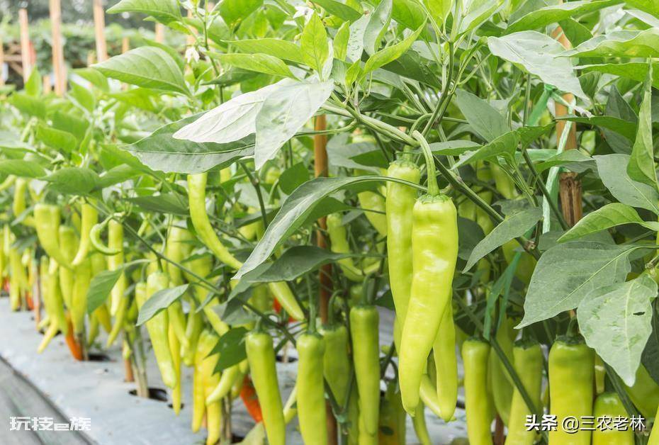 辣椒苗移栽多久可以施肥(种植辣椒苗施肥方法及注意事项)-图片1